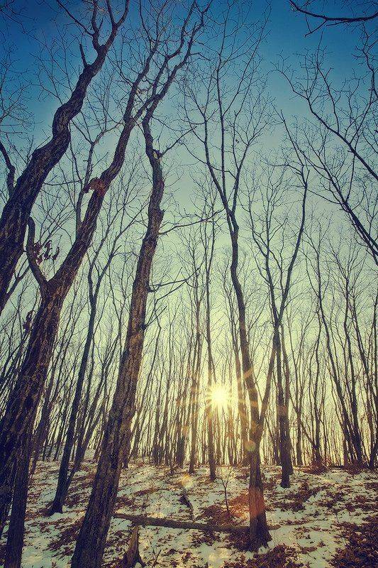 весна, лес, вечер, солнце, снег, деревья, Андрей Кровлин