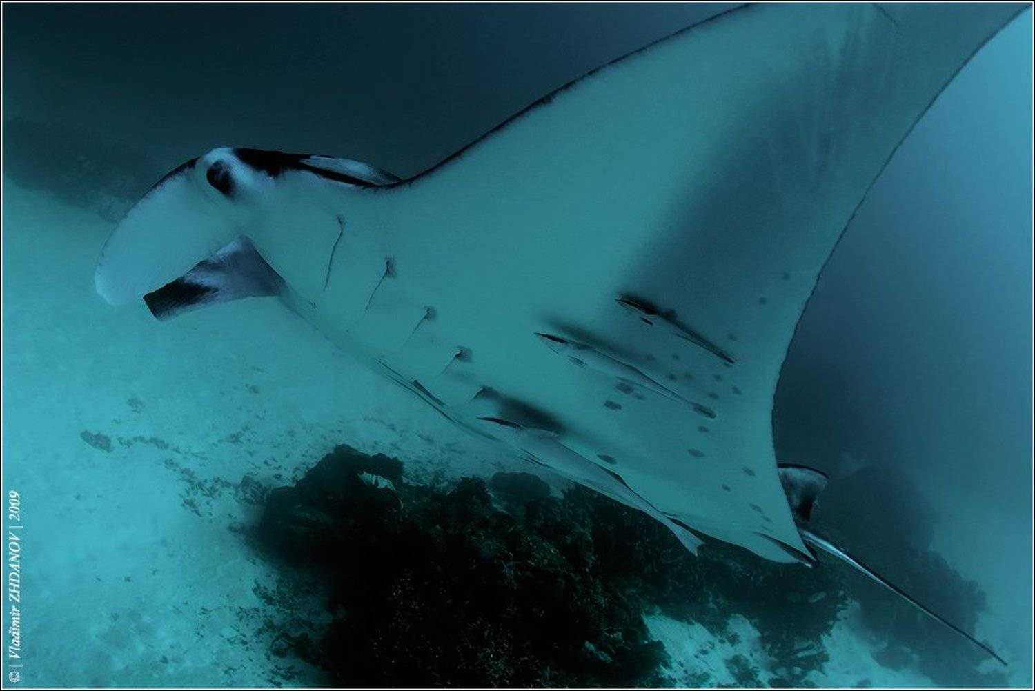 , Владимир Жданов