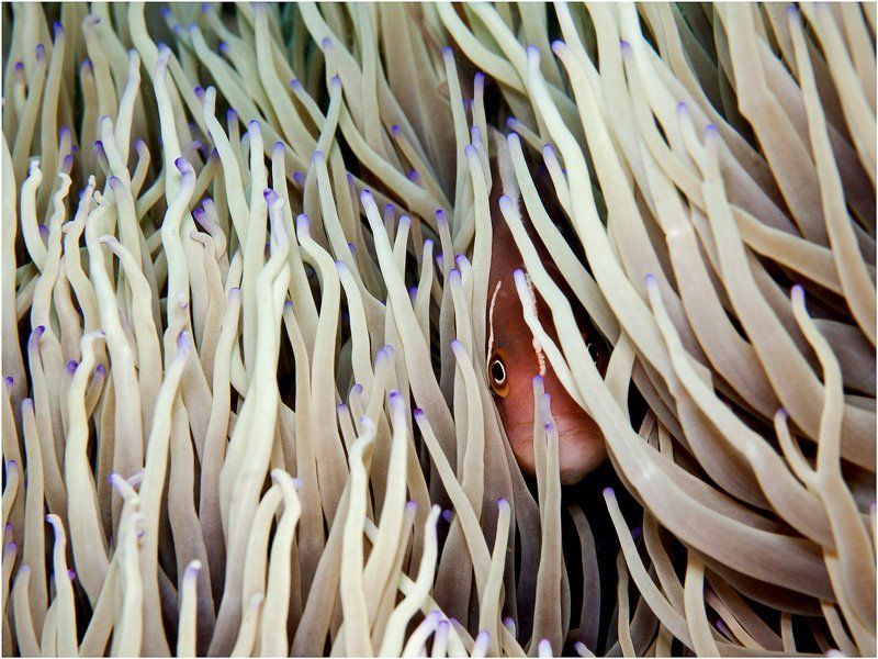 Убежище фото превью