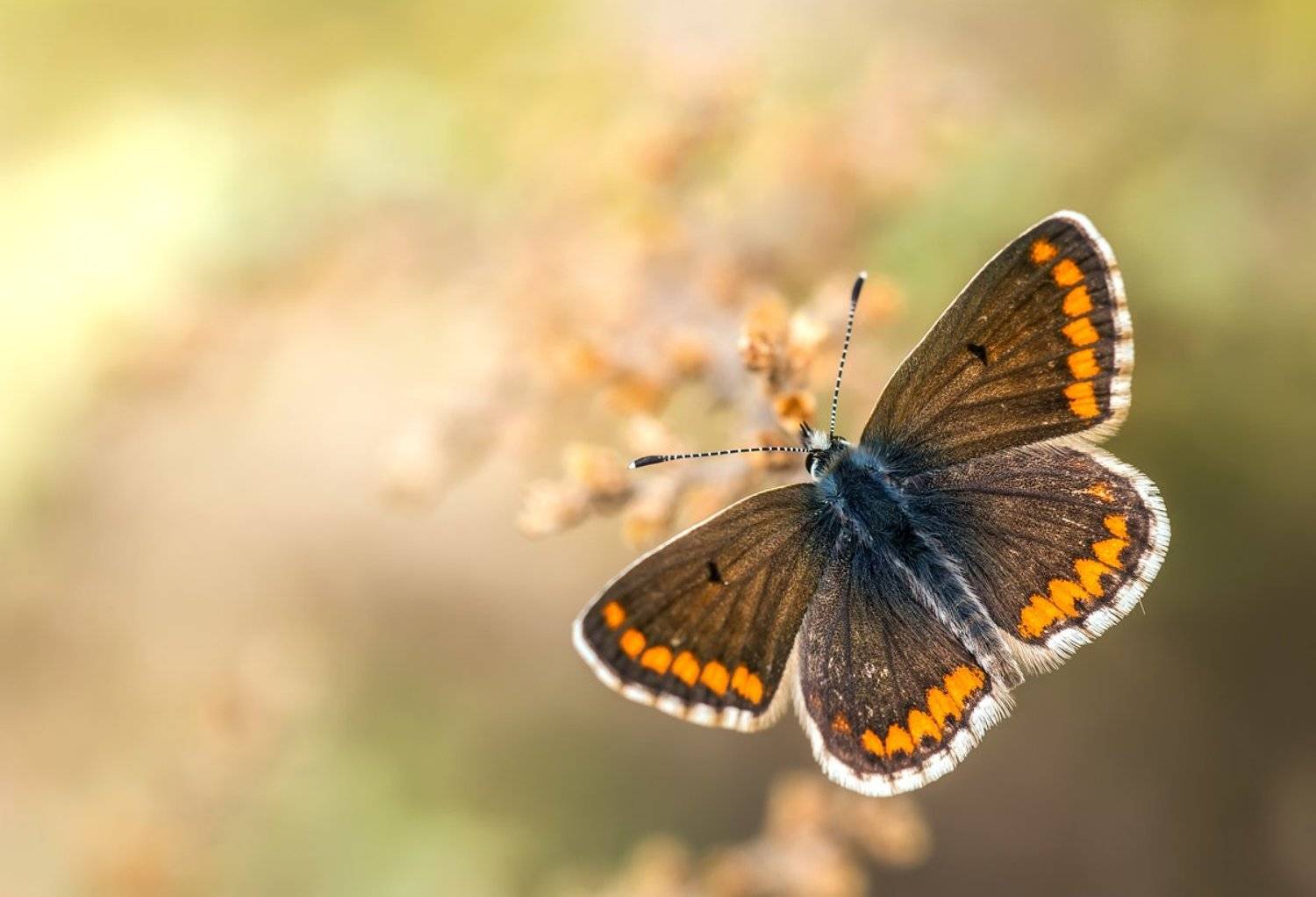 lepidoptera, 600d canon, sigma, 180mm, f3.5, el regajal,aranjuez, castilla la mancha, spain, Remus Moise
