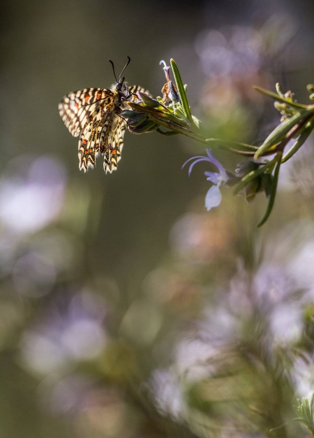 lepidoptera, Remus Moise