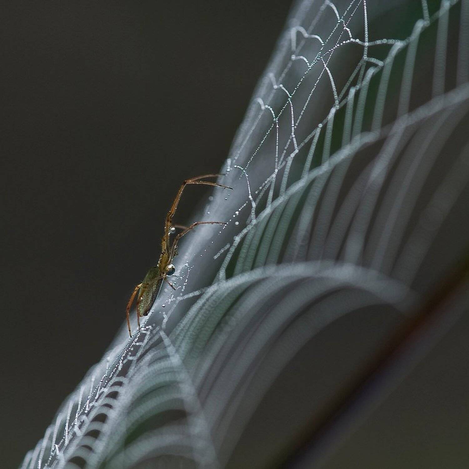 паук, паутина, роса, утро, Букало Роман