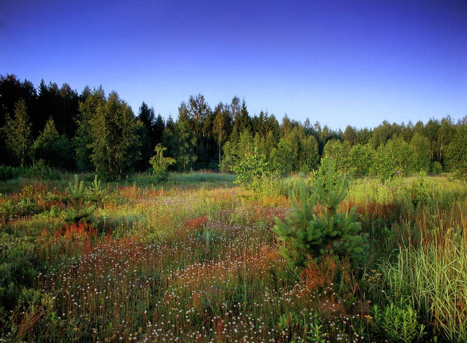лес.небо.цветы.трава.деревья., Вадим
