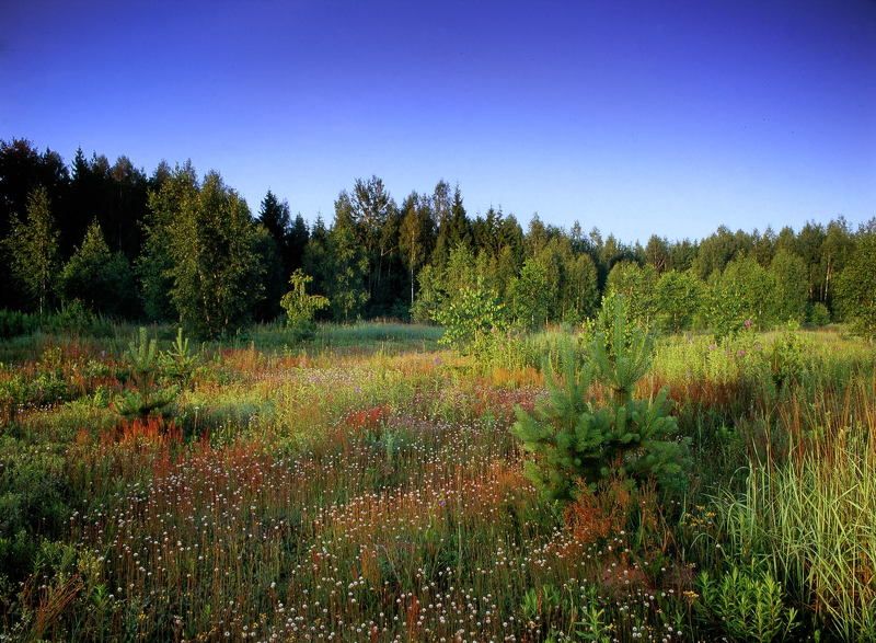 лес.небо.цветы.трава.деревья. Утро,лесная полянка... фото превью