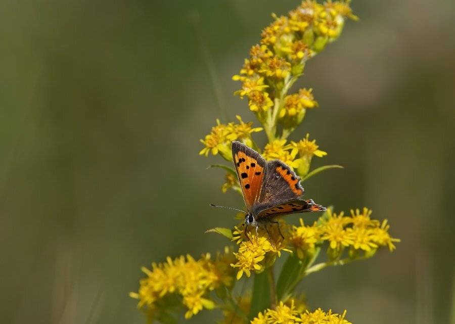 червонец, пламенный, Cheplenko Aleksey