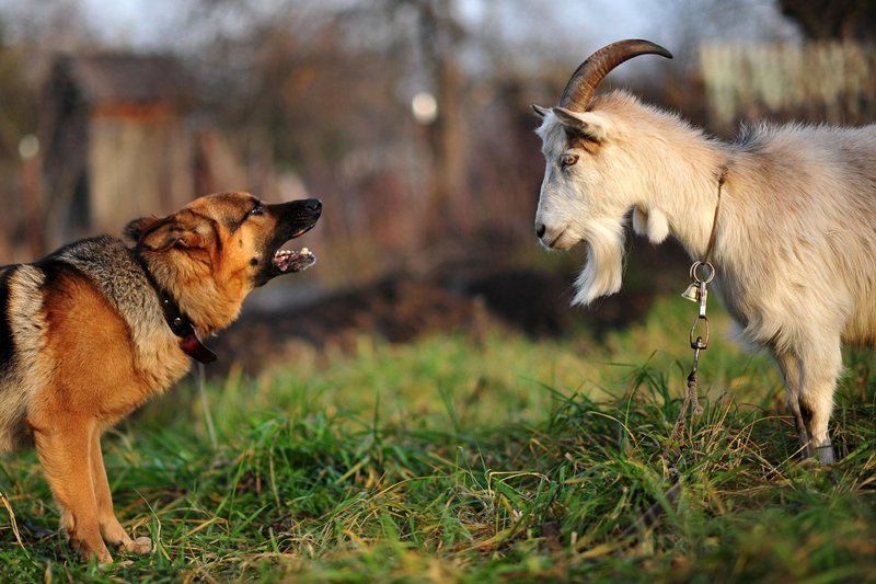 животные, собака, собаки, юмор, общение, коза Языковой барьер фото превью
