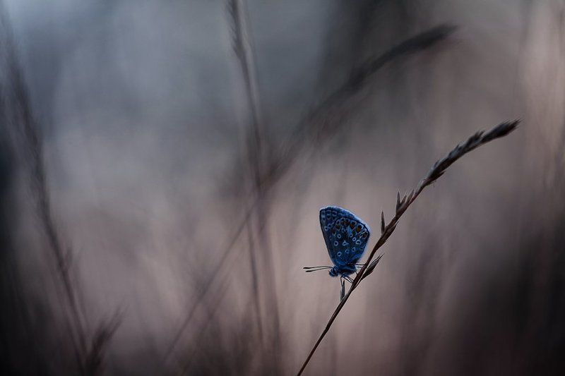 голубянка вечерняя голубянка фото превью