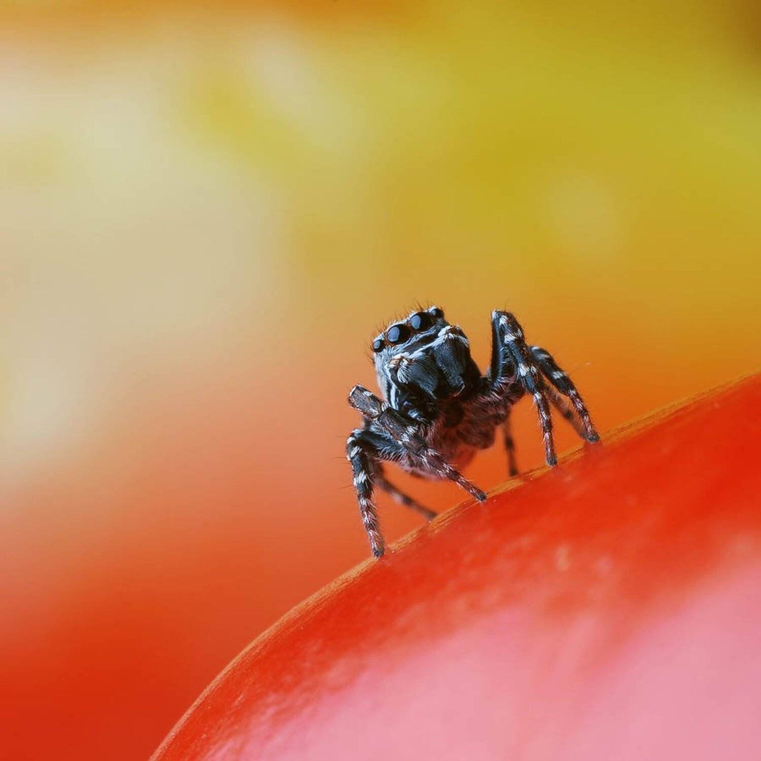 паук, скакун, Букало Роман