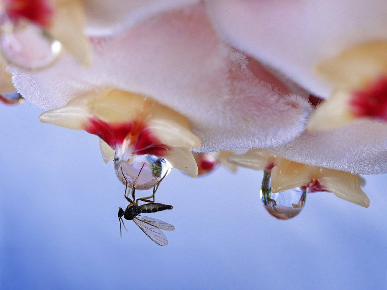 , Юлия Борзилова