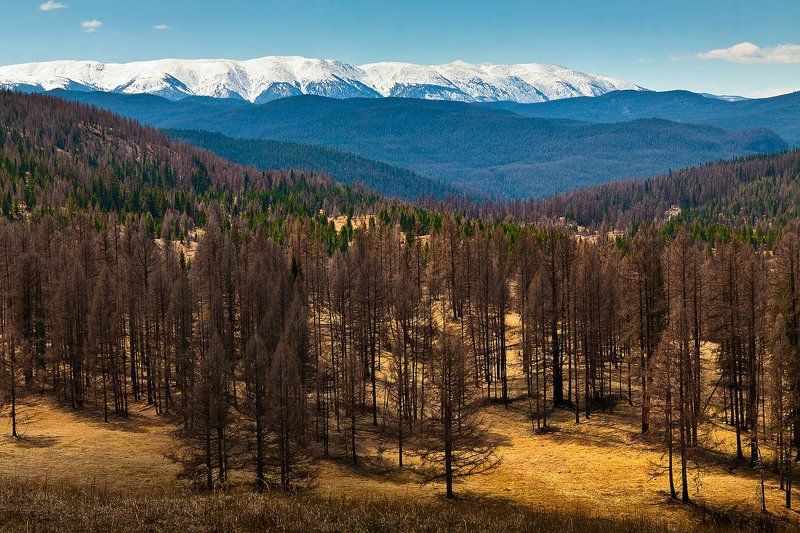Простор Алтая! фото превью