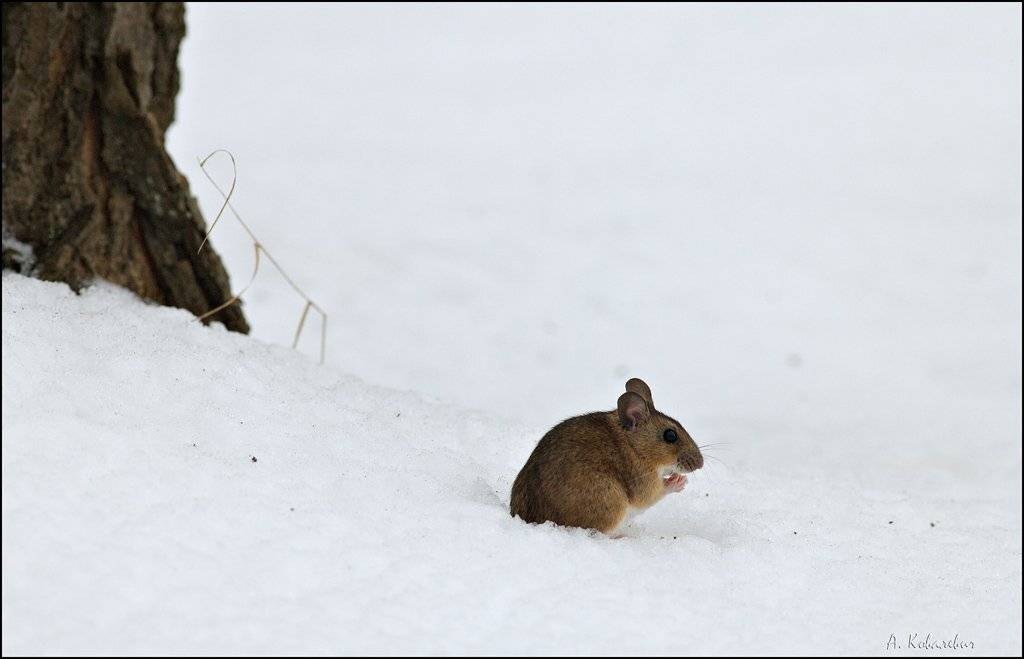 желтогорлая, мышь, Ковалевич А.