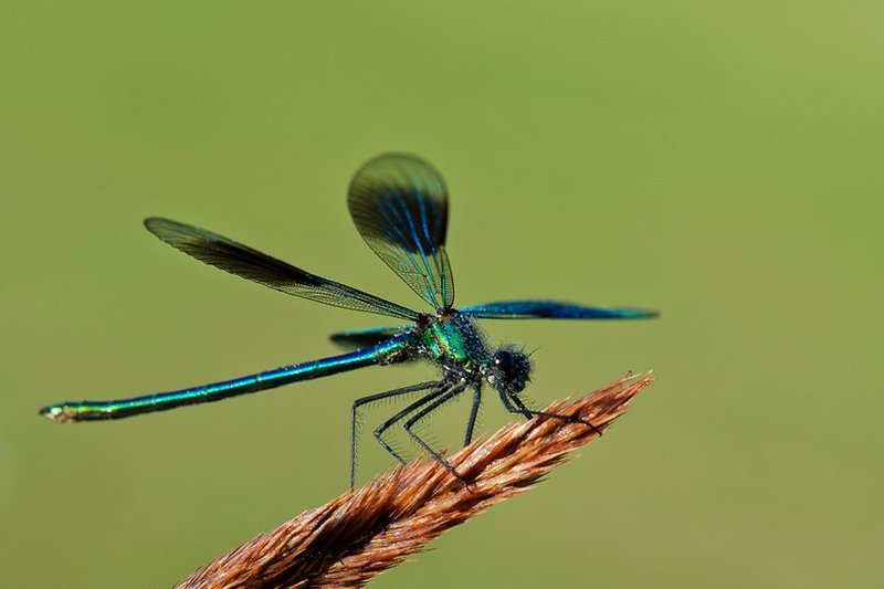 . фото превью