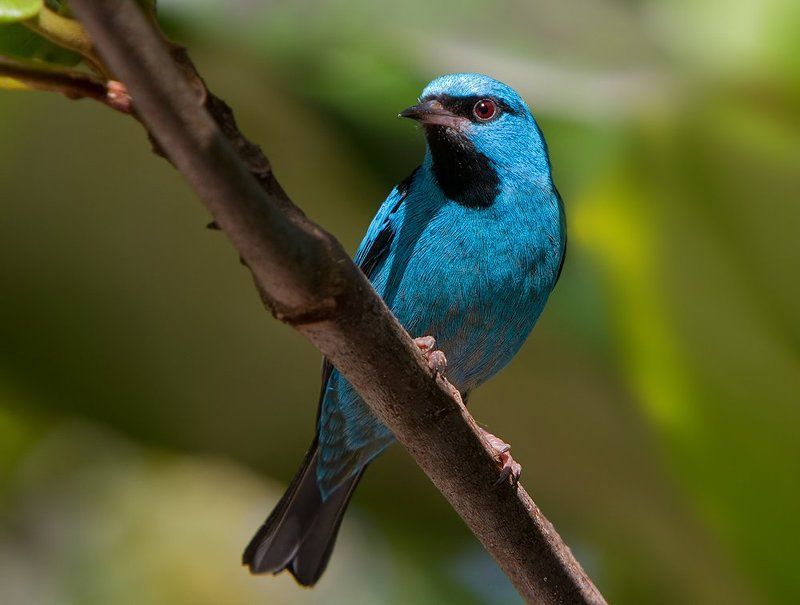 синий дакнис, птицы, пернатые, бразилия, dacnis cayana, brazil Синие и зеленые фото превью