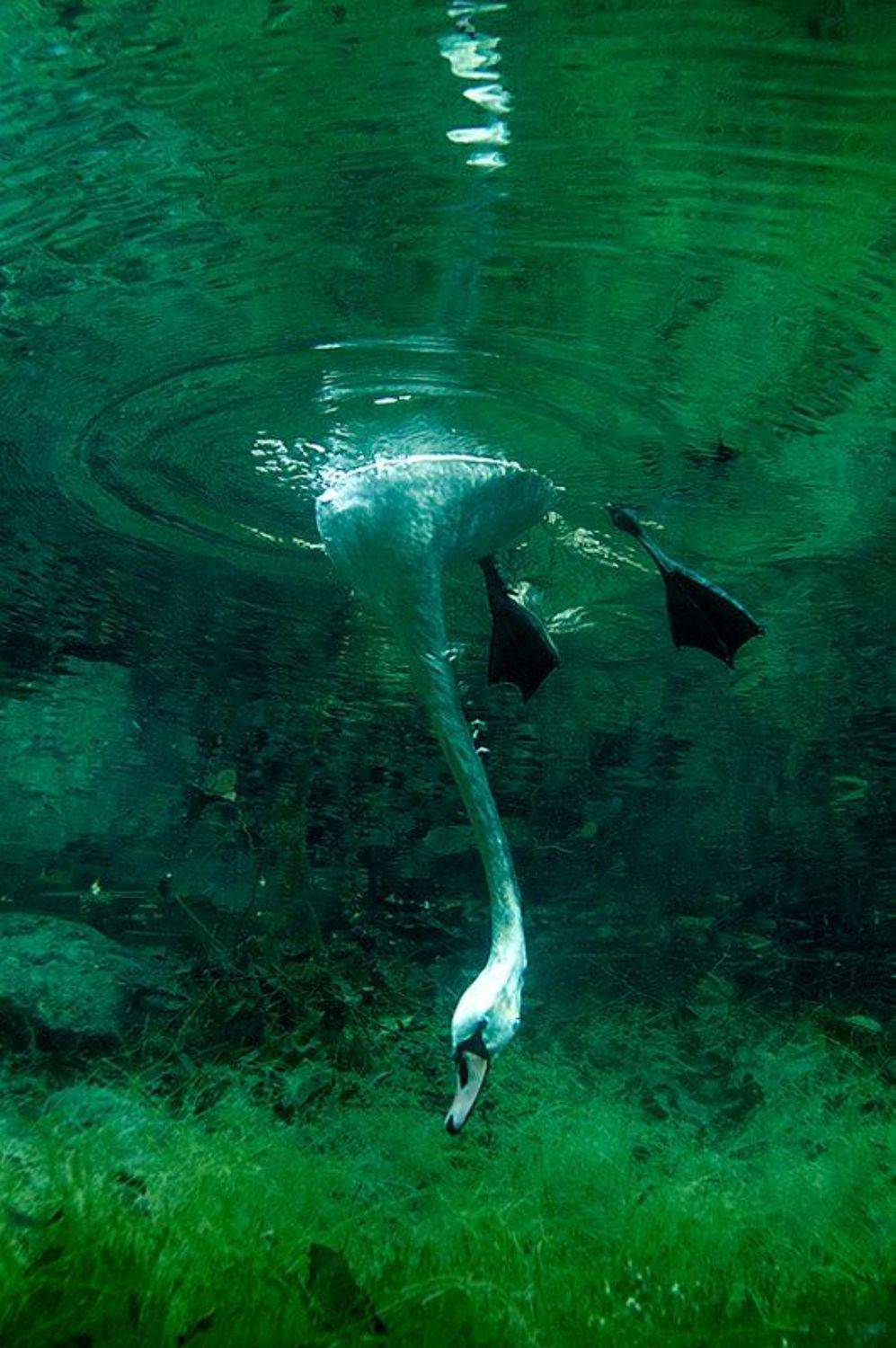 , Витя Лягушкин