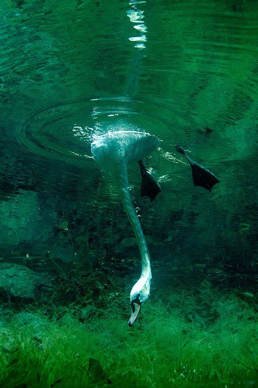 Выя фото превью