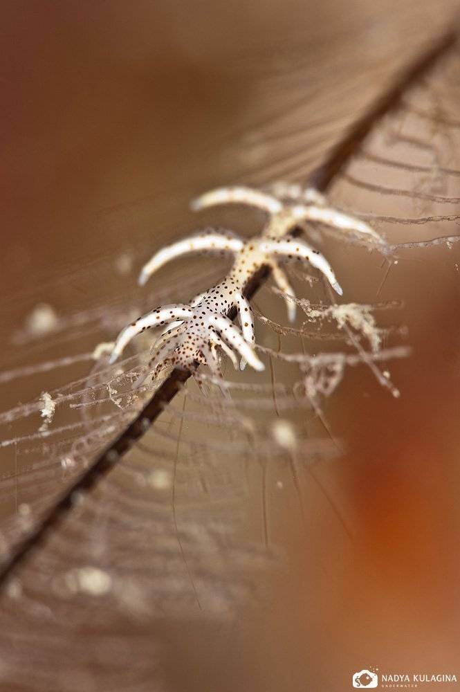 underwater, macro, philippines, Nadya Kulagina