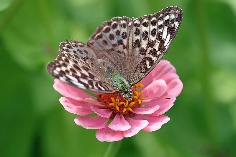 перламутровка, большая Лесная красавица фото превью