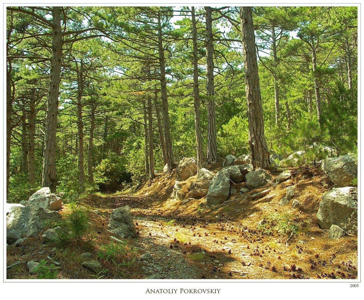 крым, горы, лес, ель, пиния, день, полдень, алупка, анатолий покровский, Анатолий Покровский