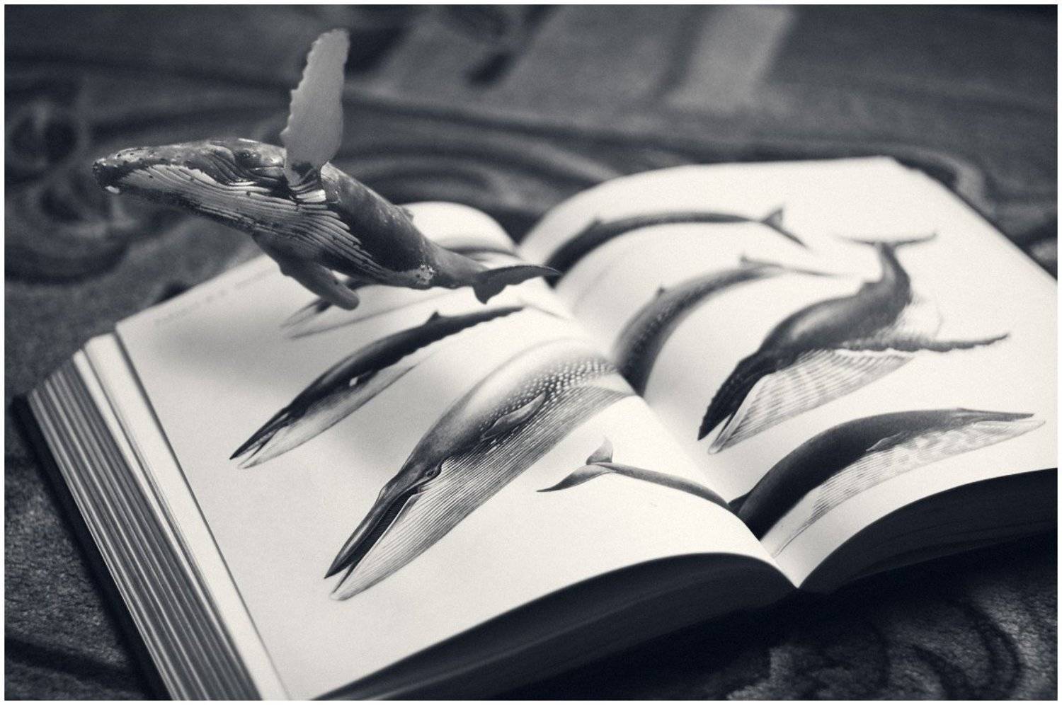 кит, книга, атлас,, Миронов Сергей