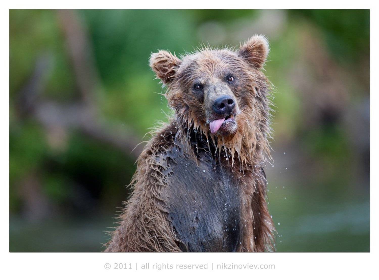 медведь, камчатка, курильское озеро, дикая природа, россия, николай зиновьев, Николай Зиновьев
