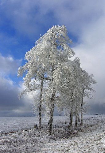 Снегом одетые