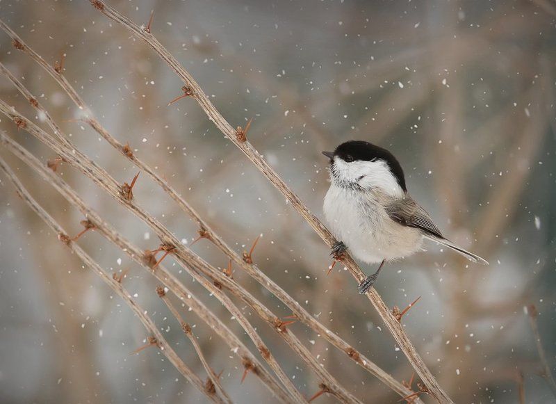 Поющая в терновнике. фото превью
