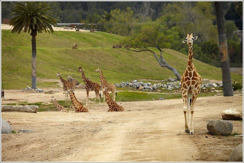 сан, диего, калифорния ДлинношЕЕЕ фото превью