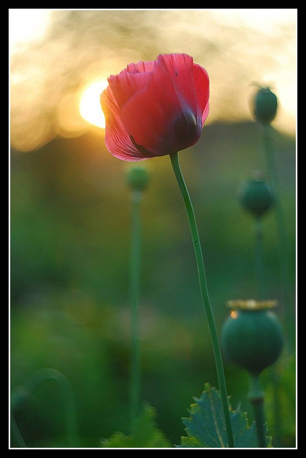 мак, закат, Букало Роман