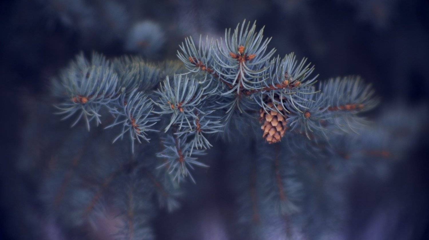 ёлка, шишка, Eugene M Dudarev