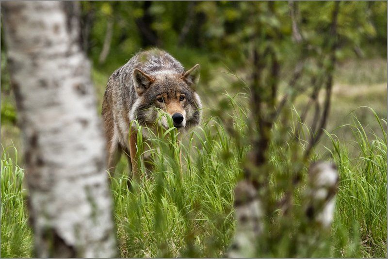 обыкновенный волк, canis lupus Хороший, плохой, злой... фото превью