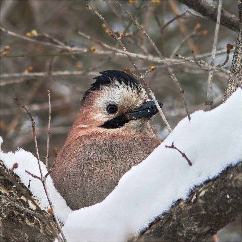 сойка, КарОл