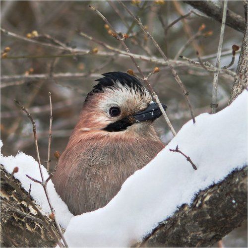 Сойкин портрет