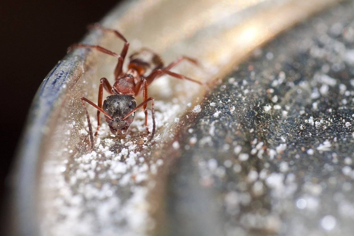 , Качурин Алексей