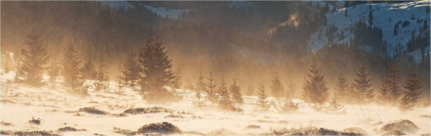 , Денис Кривой