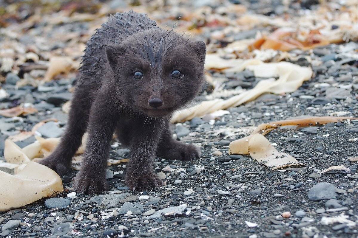 командоры, песец, щенок, Utkin  Dmitriy