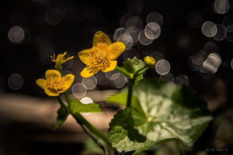 yellow, flowers, bokeh, green, dancing We are dancing, my darling! фото превью