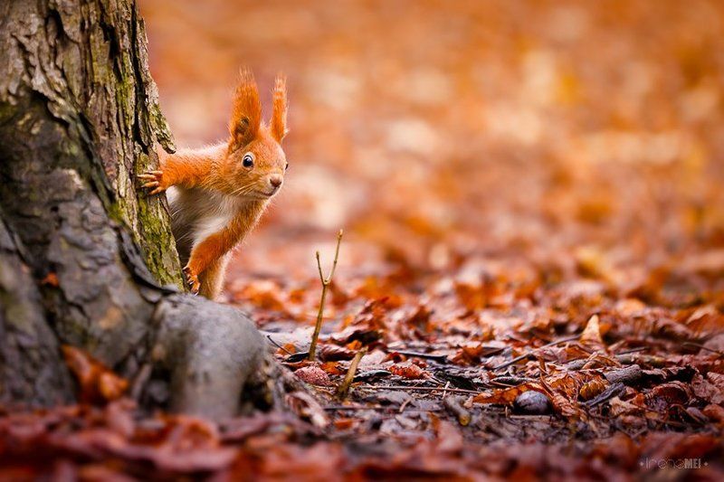 nature, squirrel, canon, furry, red, animals, ukraine, kharkov Time for Squirrels фото превью