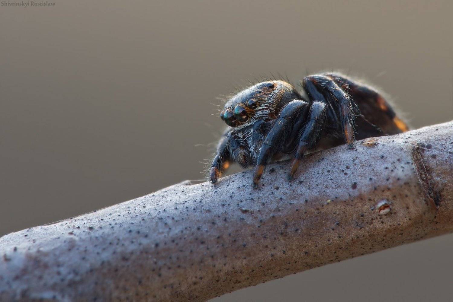 ростислав, макро, 100мм, Шивринский Ростислав