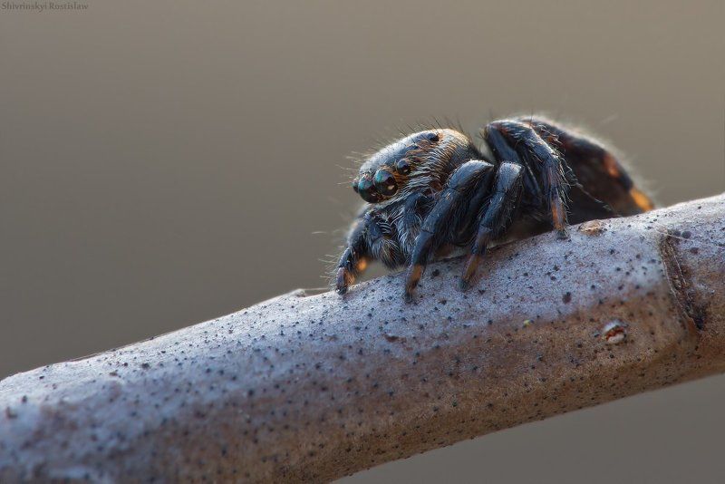 ростислав, макро, 100мм Весенний глазастик фото превью