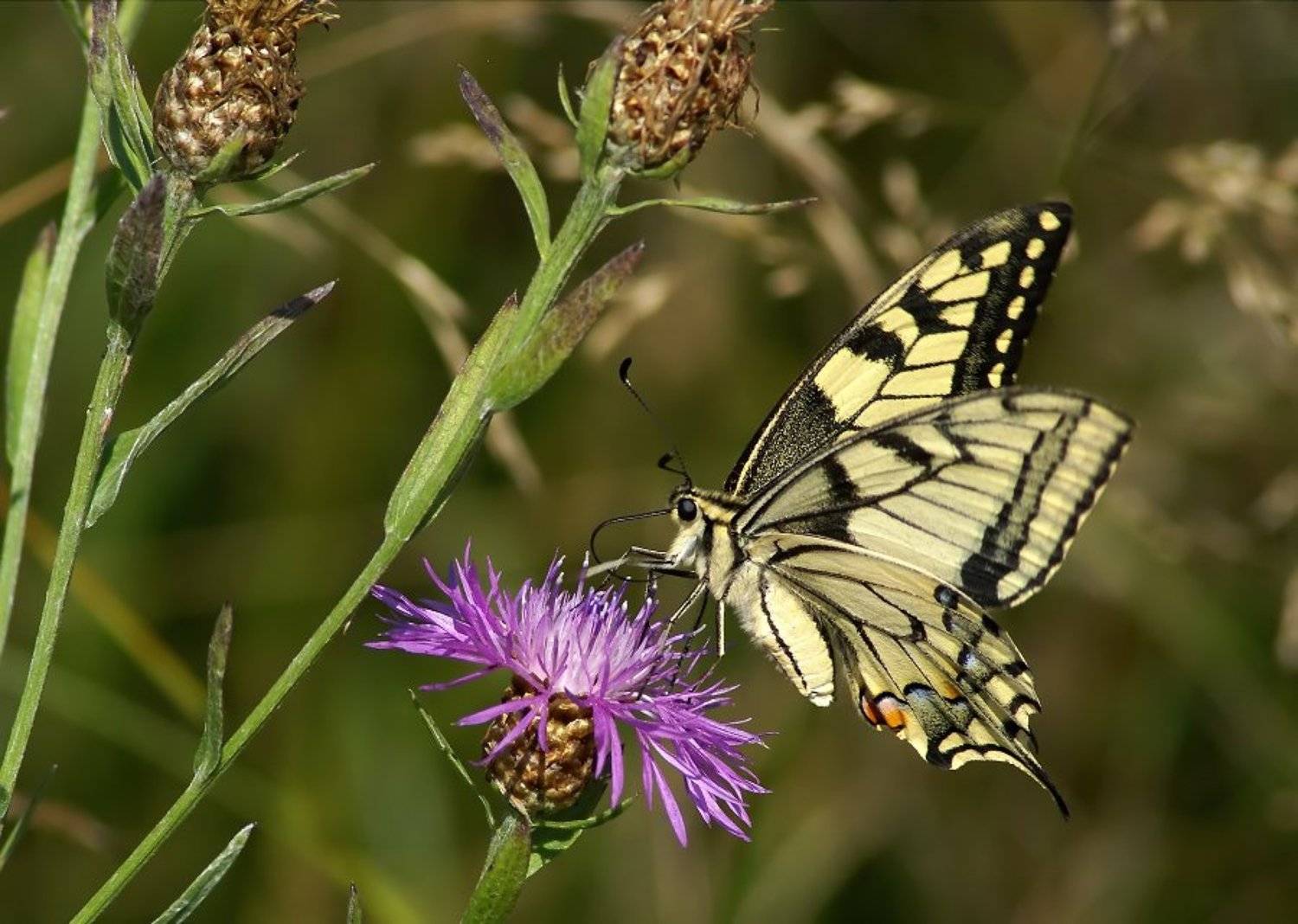 махаон, Cheplenko Aleksey