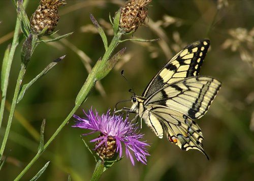 Кто на новенького?
