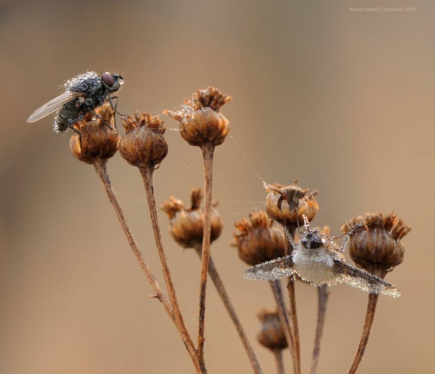 , Сергей Голубенко
