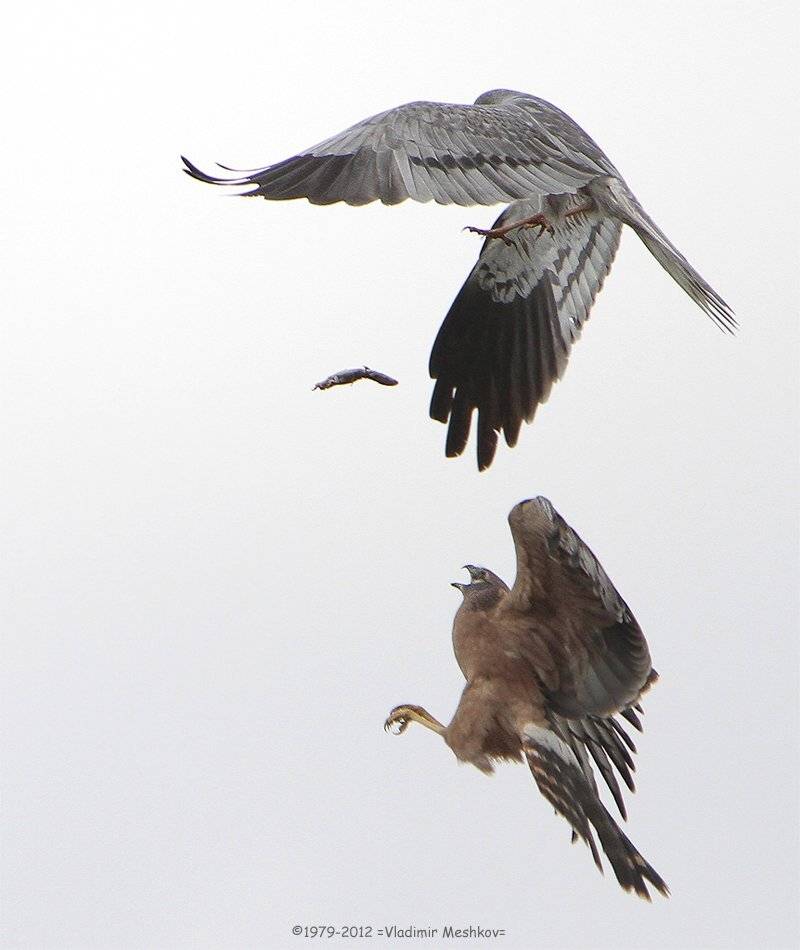 , &copy; =Vladimir Meshkov=