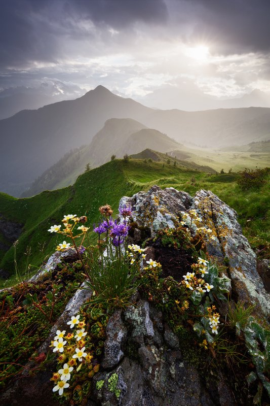 evening, light, dolomites, dolomiti, mountains, flowers, rocks, mood, travel, italy, alps, peaks, hills, light, sunset, clouds, sky Rock Garden фото превью