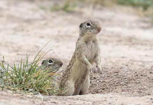 Земляная Белка  - Mexican ground squirrel