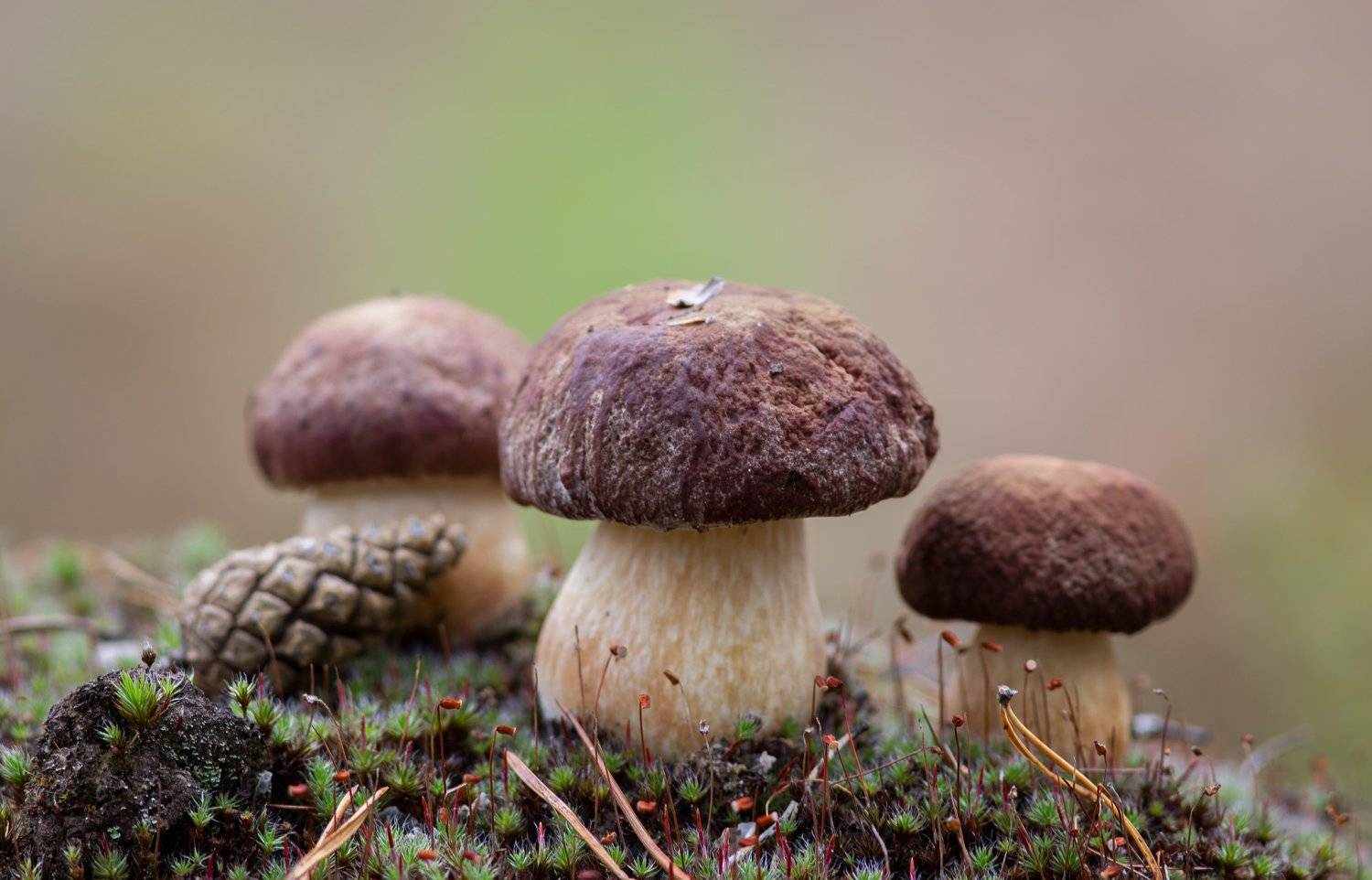 грибы,природа,север,коми,тихая охота,белые,белые берёзовые,боровики,mushrooms,nature,north,komi,quiet hunting,white,white birch,boletus,, Игорь Триер