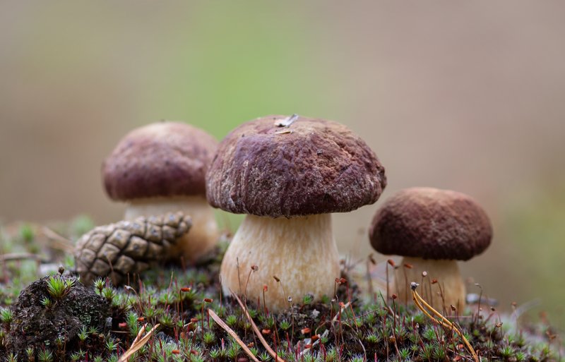 грибы,природа,север,коми,тихая охота,белые,белые берёзовые,боровики,mushrooms,nature,north,komi,quiet hunting,white,white birch,boletus, Боровики фото превью