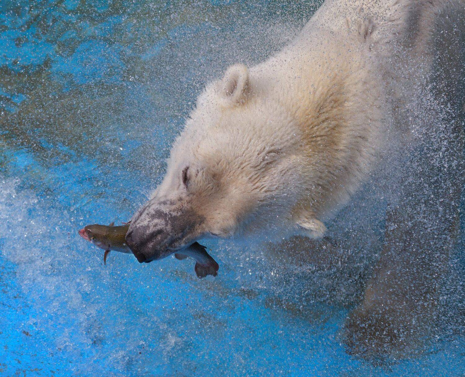 , Олег Богданов