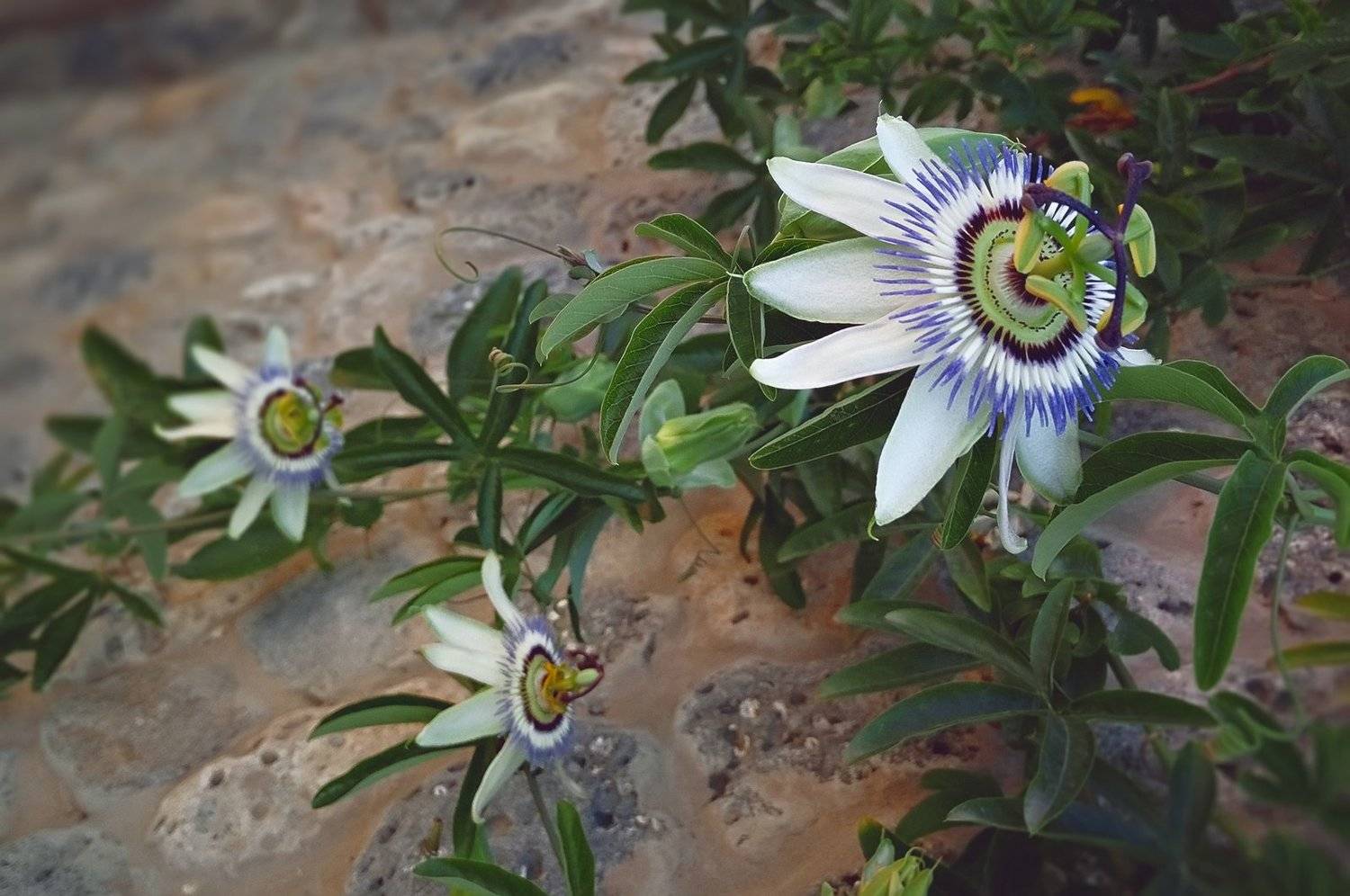 трава,свет,лес,деревья,облака,ветки,цветы,поле,небо, Юрий Котов