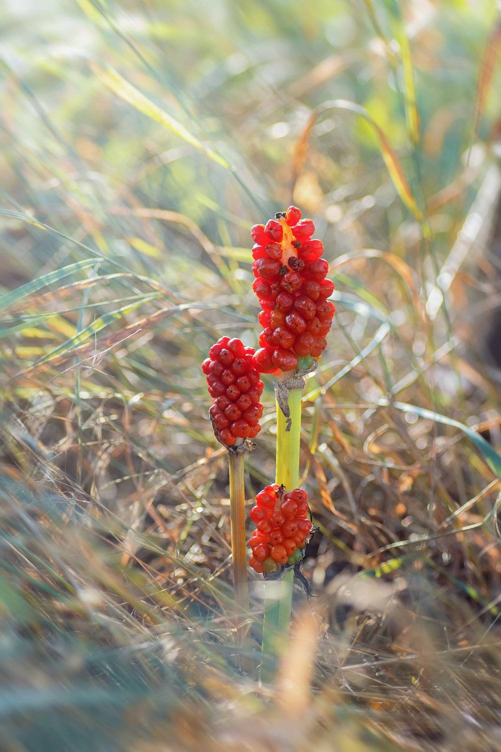 трава,свет,лес,деревья,облака,ветки,цветы,поле,небо, Юрий Котов